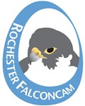 Click here to Visit Rochester Falconcam